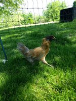 brown rooster running.jpg