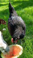 australorp male.jpg
