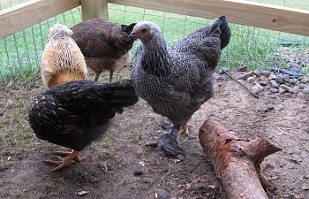 JulyChicken029.jpg JulyChicken029.jpg