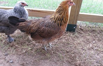 JulyChicken022.jpg JulyChicken022.jpg