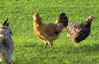 freerange055.jpg freerange055.jpg