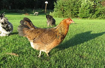 freerange011.jpg freerange011.jpg