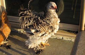 freerange033.jpg freerange033.jpg