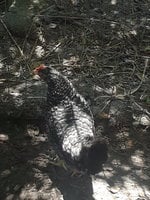 20180529_142842.jpg