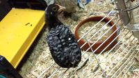chick.png