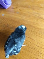 IMG_20180506_165957100.jpg