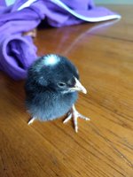 IMG_20180506_170008685.jpg