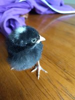 IMG_20180506_170012396.jpg