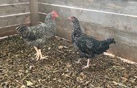 rooster-hen.jpg