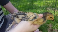 Resized_20170519_154257.jpeg