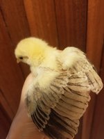 20180530_153115.jpg