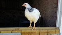 chicken 1.jpg