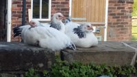 chickens.jpg