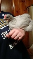 IMG_20180530_204426882.jpg