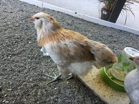 C154772D-4F3E-4724-97E3-5592C07CA458.jpeg