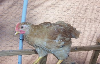 chicksforlogo008.jpg chicksforlogo008.jpg