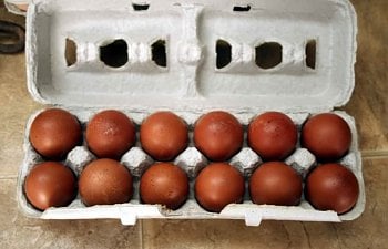 eggs-2.jpg eggs-2.jpg