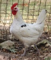 copy_of_austra_white_pullet_1_.jpg