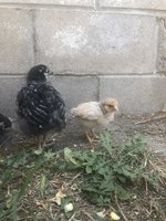 DD0E8845-82BA-46C7-80D9-0687983BA0CC.jpeg DD0E8845-82BA-46C7-80D9-0687983BA0CC.jpeg