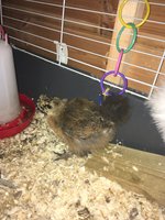 chickkkk.JPG chickkkk.JPG