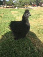 Blackie 8 weeks.JPG