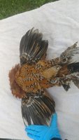 20180603_134200_Burst01.jpg