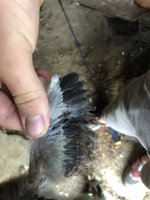 E73087D2-3271-4819-BD6B-5634140AAA87.jpeg