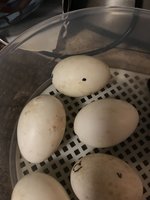 C2587634-15E9-40E3-AC83-CCBC915F1E33.jpeg