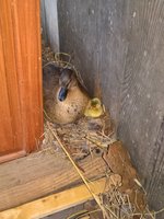 WP_20180604_06_35_00_Pro.jpg