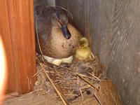 WP_20180604_06_35_14_Pro.jpg