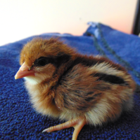 Aviary Photo_131726061867099139.png