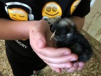 IMG_0231.JPG IMG_0231.JPG
