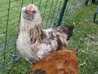 ChickensJune042018 013.jpg
