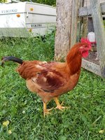 20180604_191803.jpg