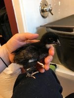 Blackie.jpg Blackie.jpg