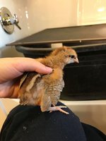 Chipmunk.jpg Chipmunk.jpg