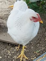 stay away from my corn.jpg