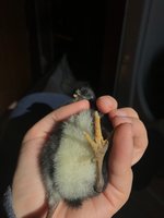 IMG_3454.jpg