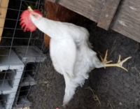 whatrooster.png