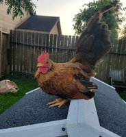 Nugget.jpg