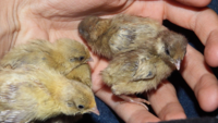 Pinning babies3.png
