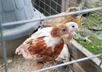 20180606_075714.jpg 20180606_075714.jpg