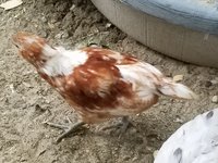 20180606_075829.jpg 20180606_075829.jpg