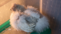 Bunny Tailed Ridgeback.png