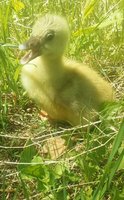 rps20180531_191224.jpg