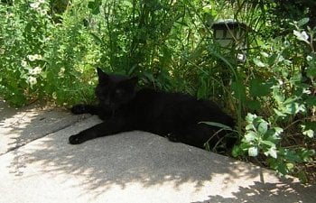 11380_midnight_in_garden.jpg 11380_midnight_in_garden.jpg