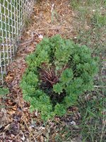 IMG_20180606_160922.jpg