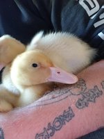 20180606_194220.jpg