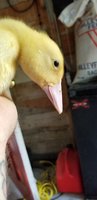 20180606_194004.jpg
