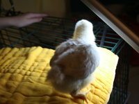 IMG_1979.JPG IMG_1979.JPG